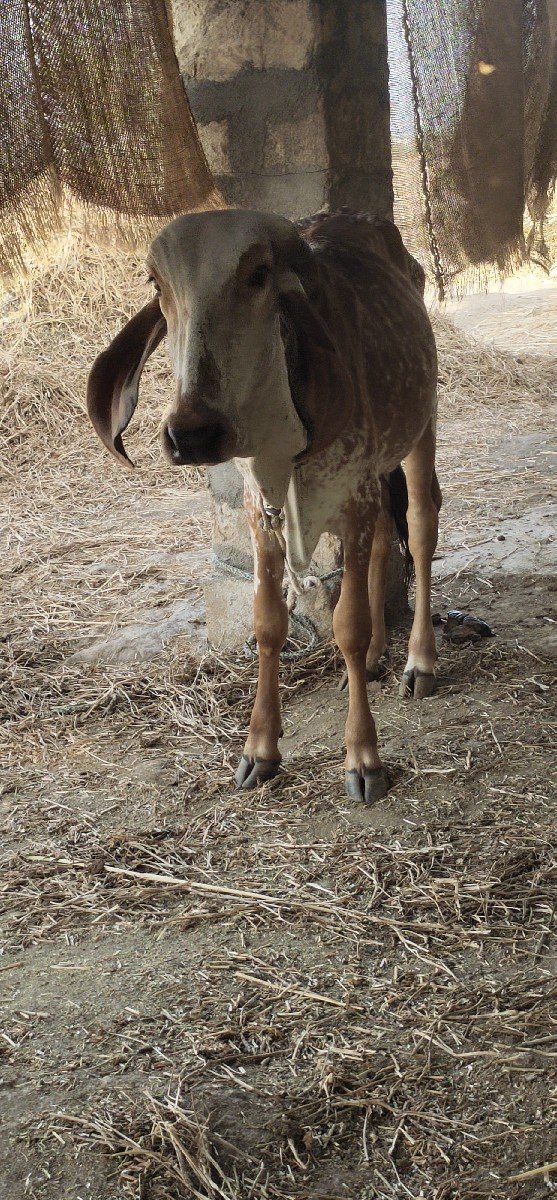 વાંસળી વેચવાની છે