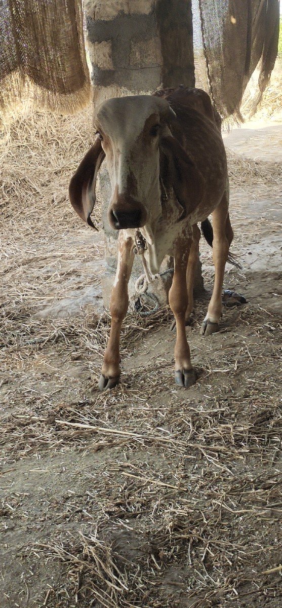 વાંસળી વેચવાની છે