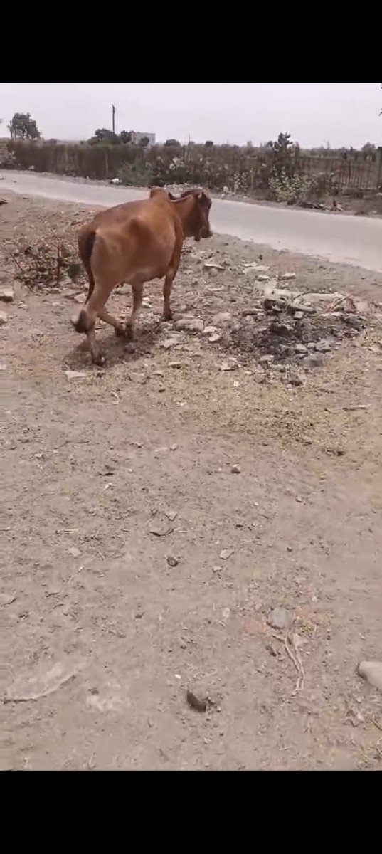 ગાભણી સે