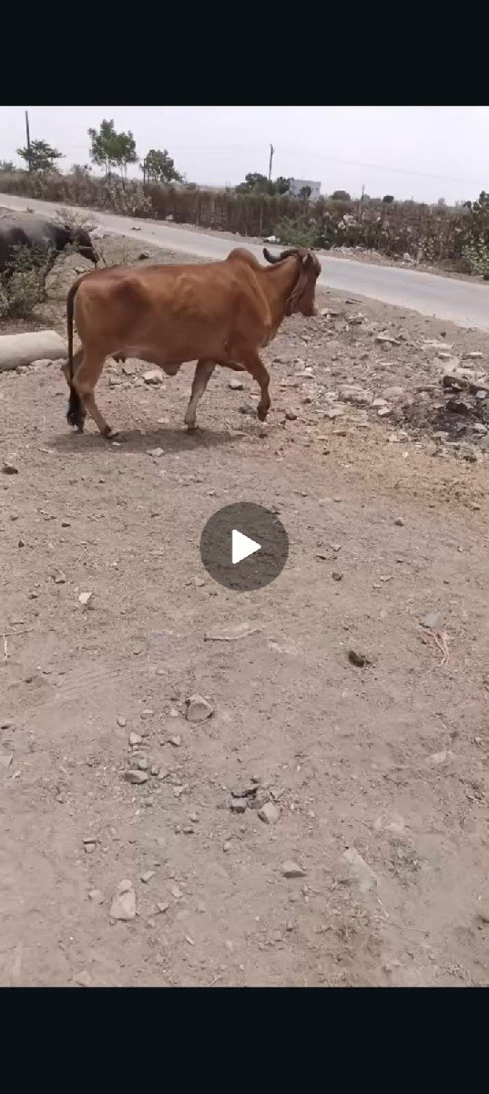 ગાભણી સે