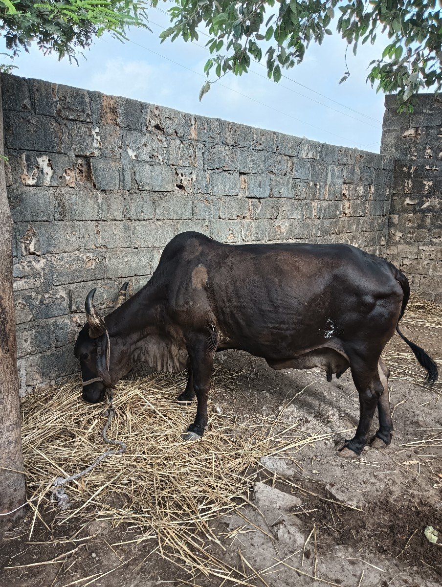 વેચવાની છે