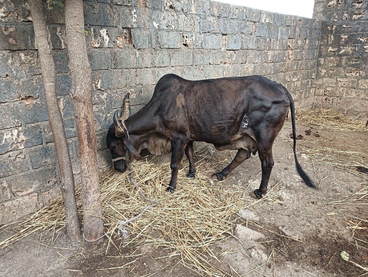 વેચવાની છે