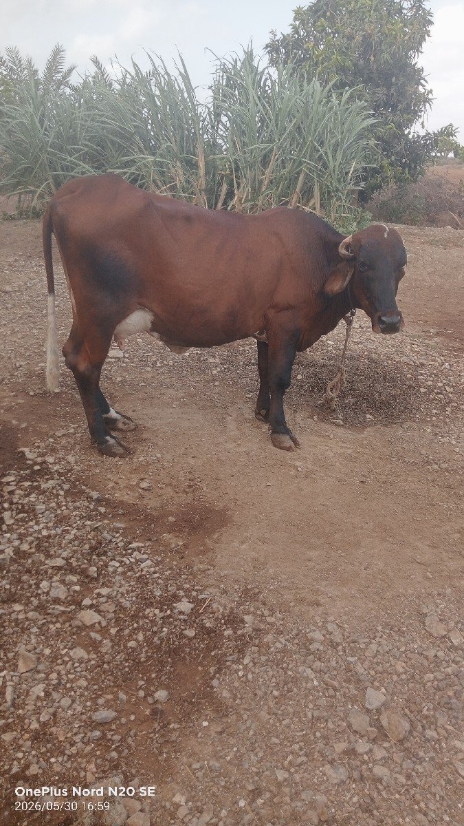 7 લિટર દૂધ સે બેય ગાયું માં