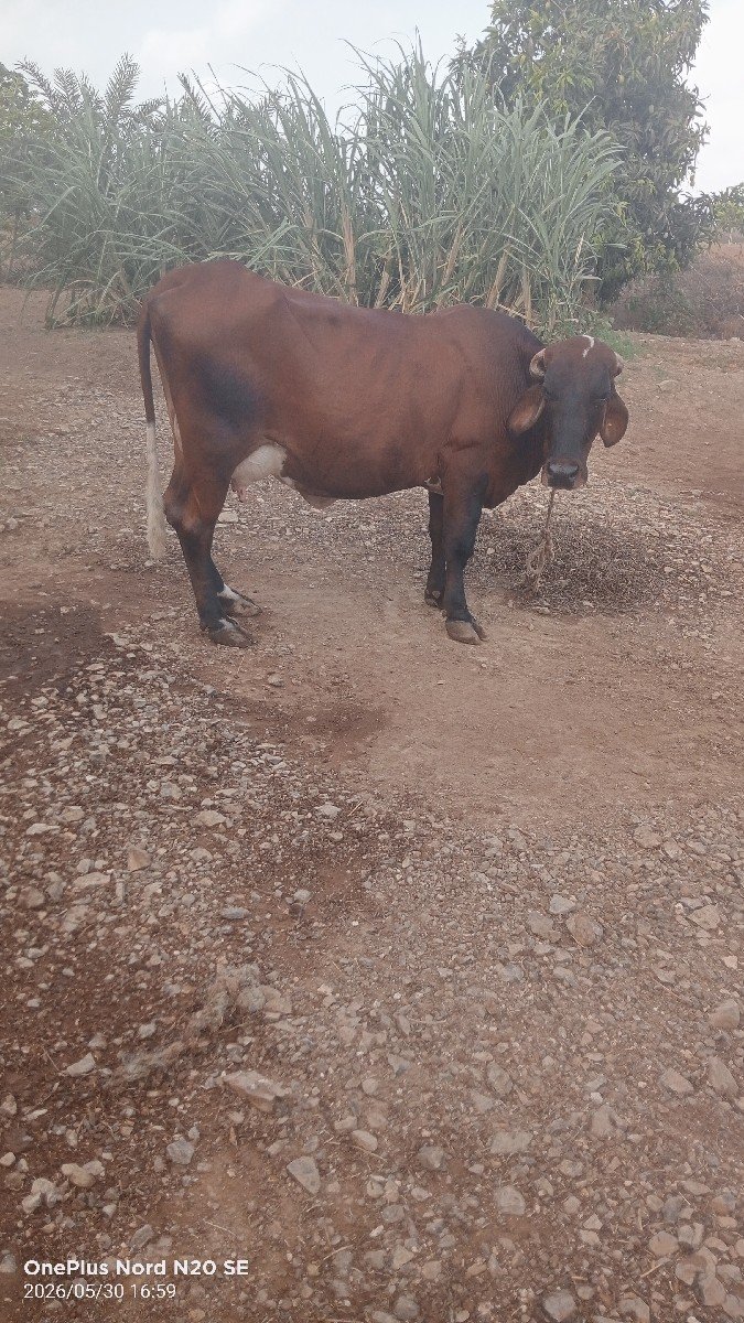 7 લિટર દૂધ સે બેય ગાયું માં