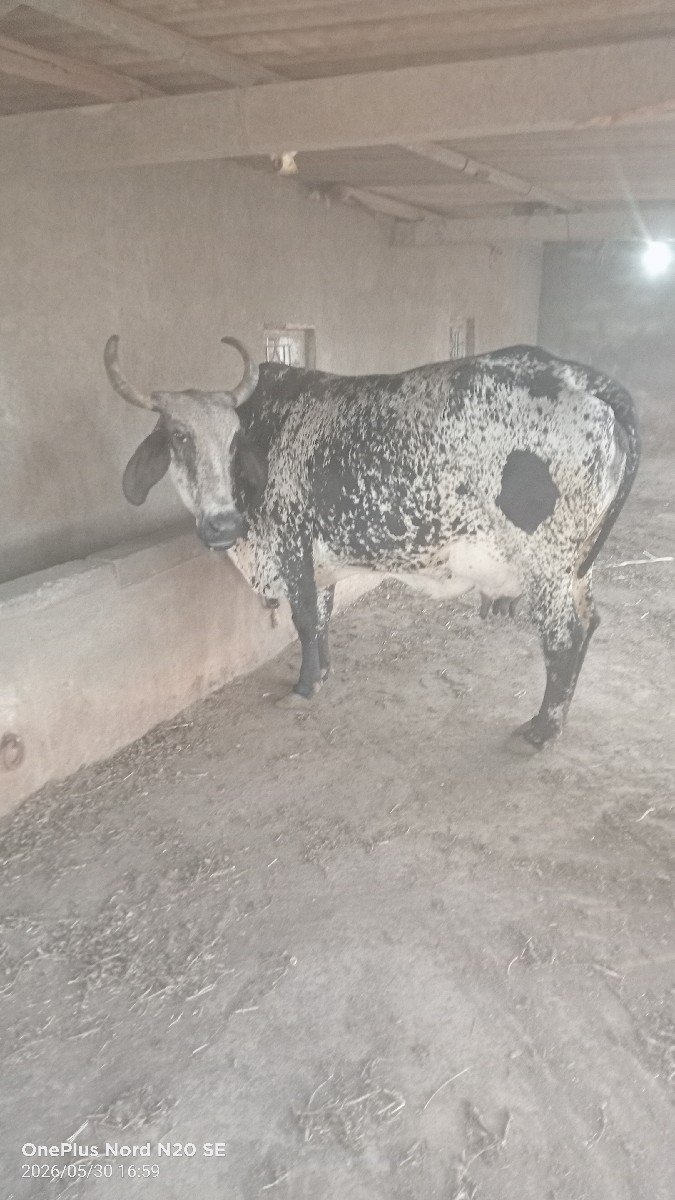 7 લિટર દૂધ સે બેય ગાયું માં