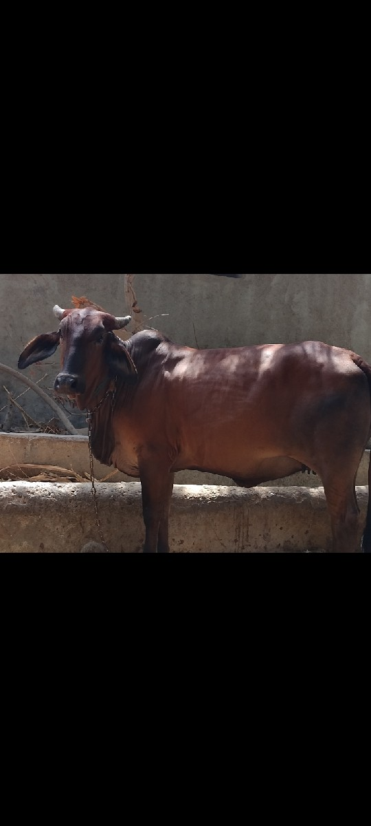 હોડકી
