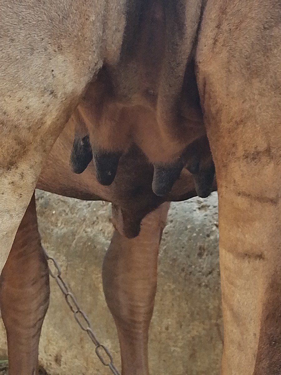 હોડકી