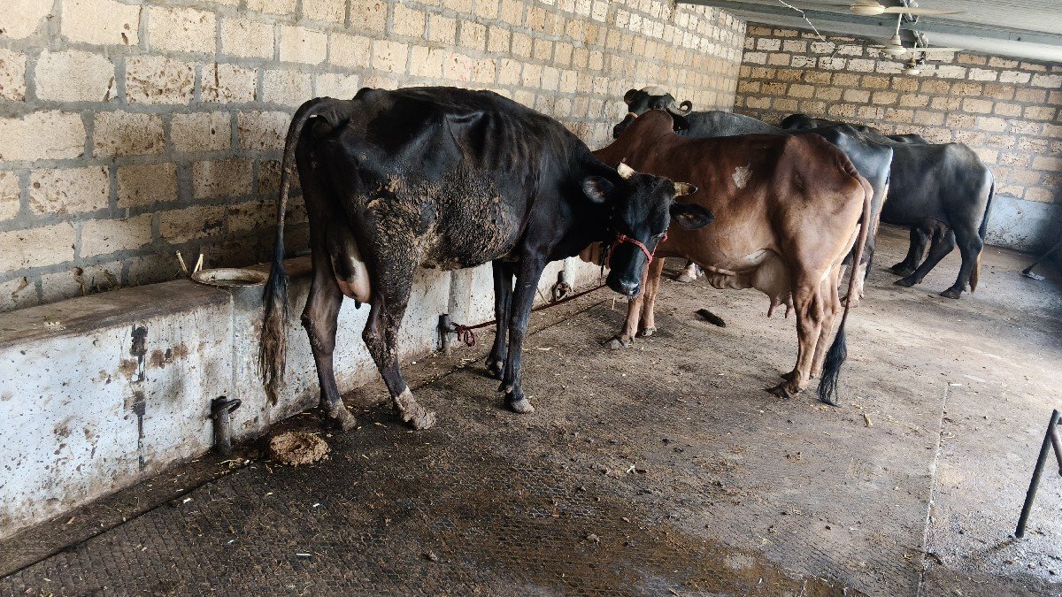 ક્રોસ ગાય પેલું વેતર