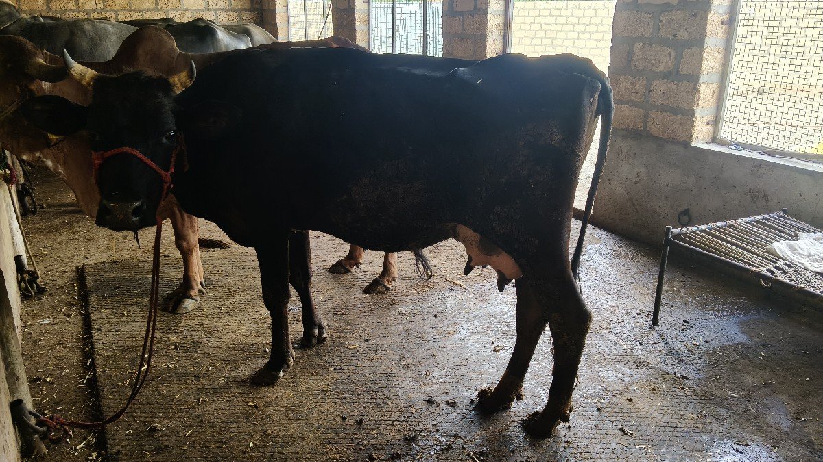 ક્રોસ ગાય પેલું વેતર