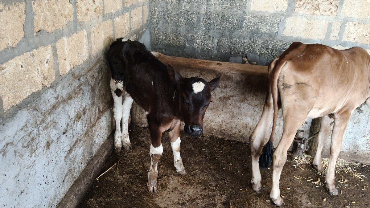 ક્રોસ ગાય પેલું વેતર