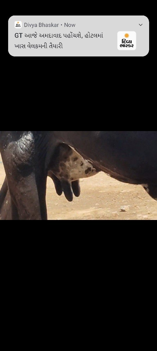 એક જર્સી ગાય વેચવાની છે