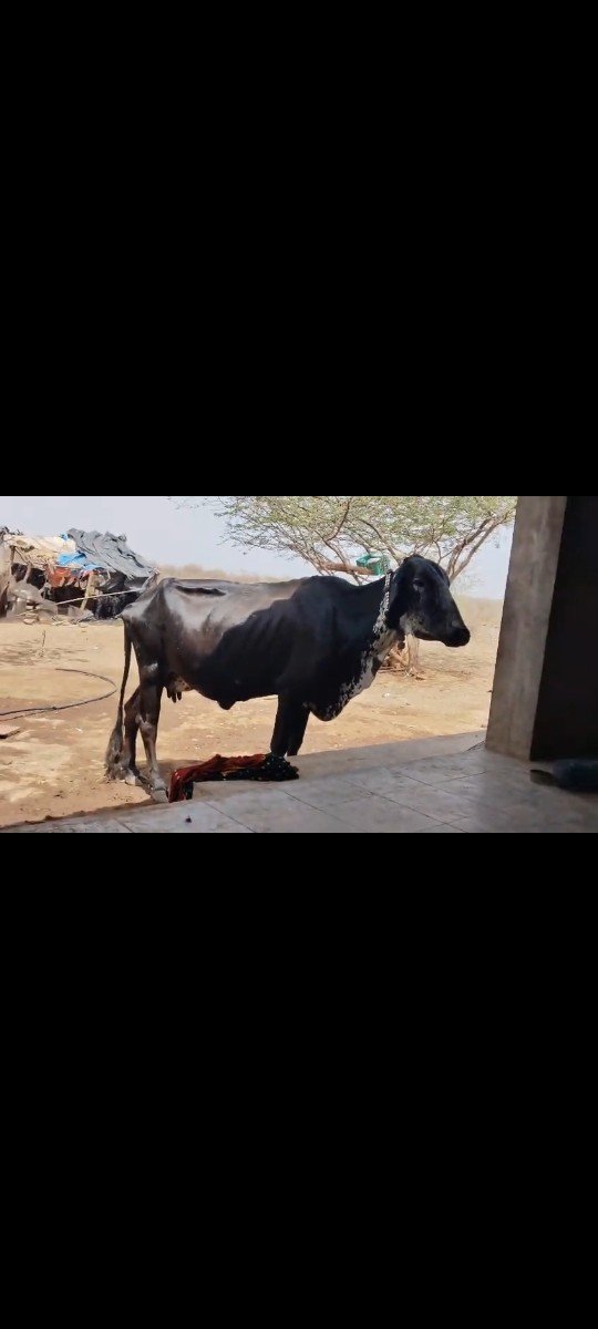 એક જર્સી ગાય વેચવાની છે