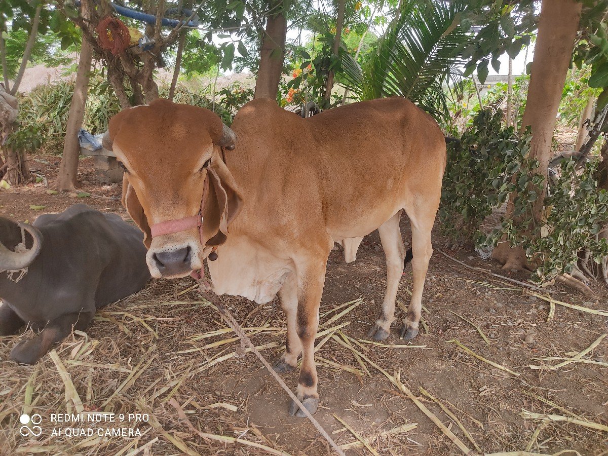 હોડકી વેચવાની છે