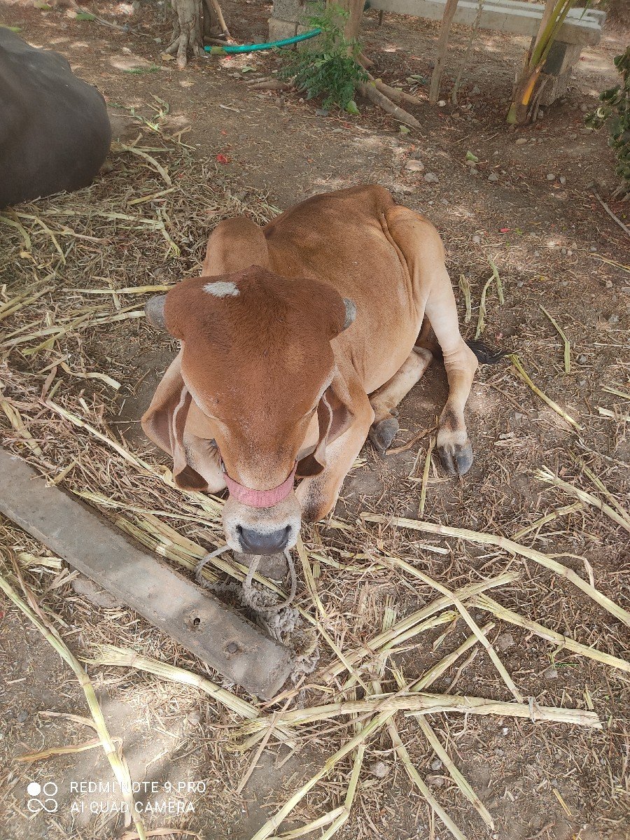 હોડકી વેચવાની છે