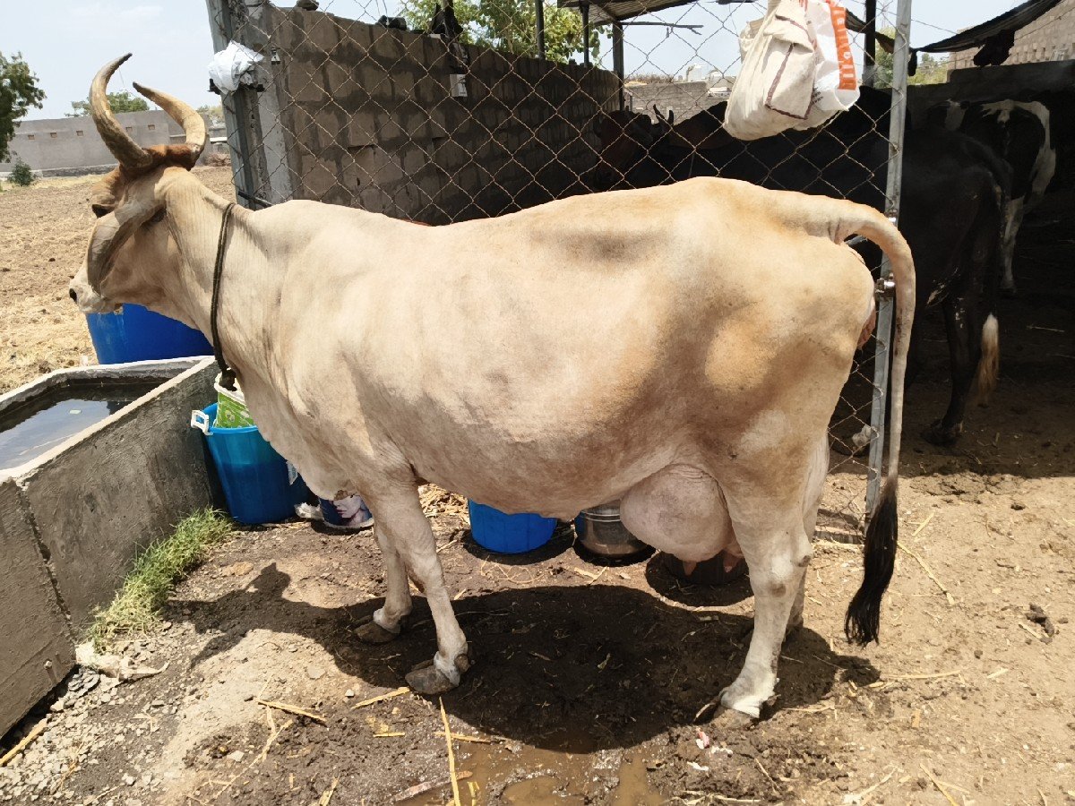 12 લીટર દૂધ સાત દિવસની કાચી