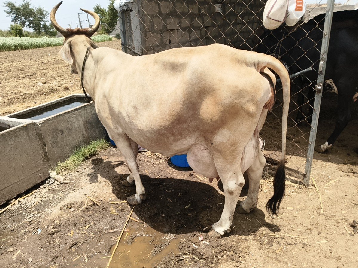 12 લીટર દૂધ સાત દિવસની કાચી