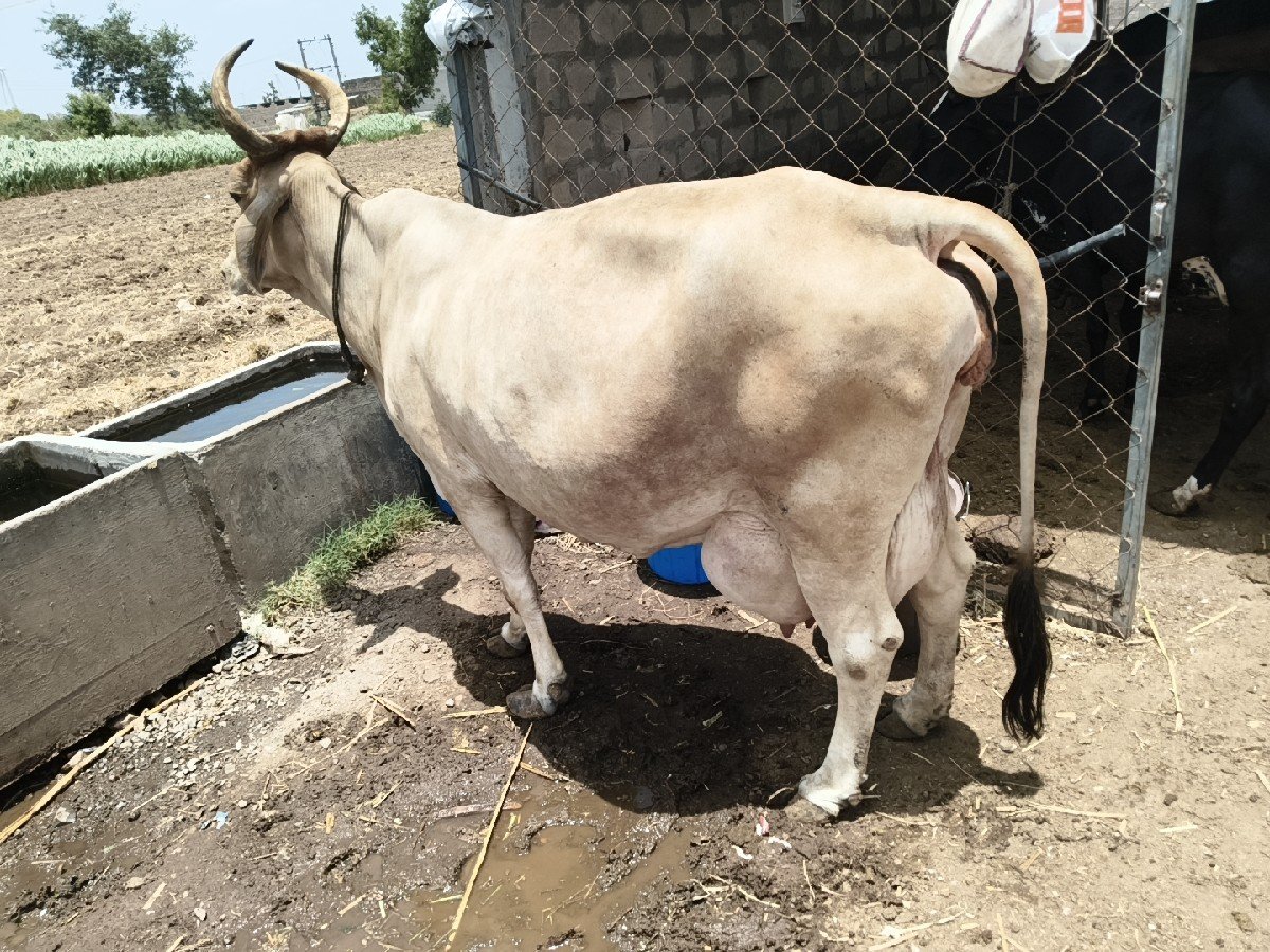 12 લીટર દૂધ સાત દિવસની કાચી