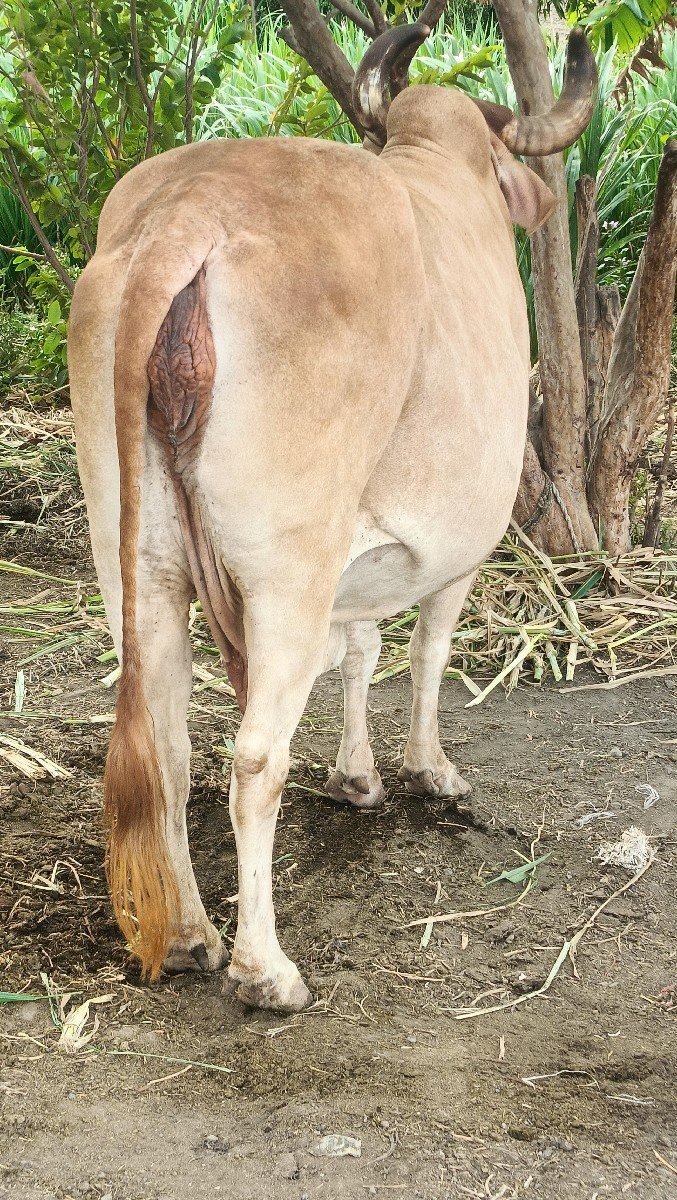 gay son kapila soji javb dari vari