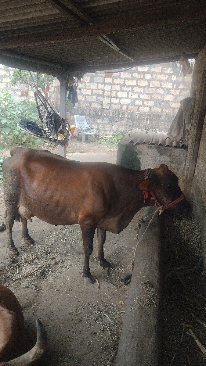 ગાય એસ એફ જર્સી સાવ સોજી