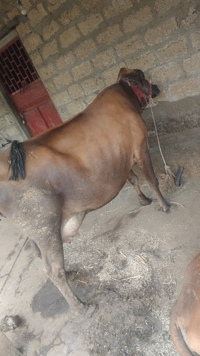 ગાય એસ એફ જર્સી સાવ સોજી