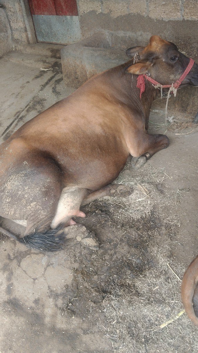 ગાય એસ એફ જર્સી સાવ સોજી