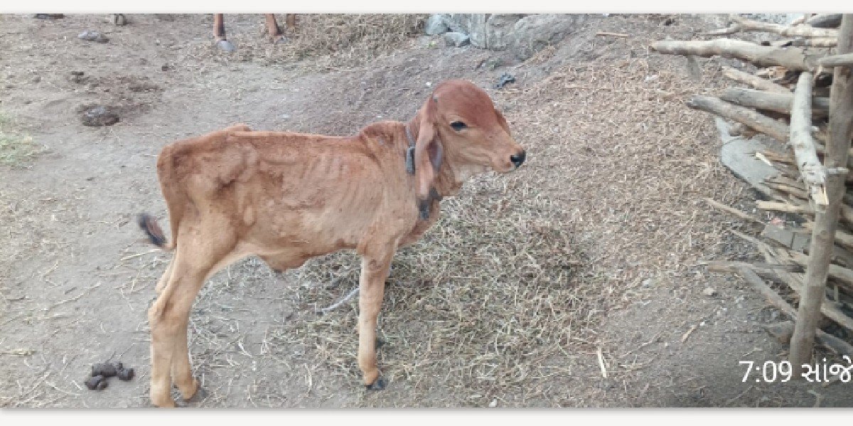નાથાભાઈ