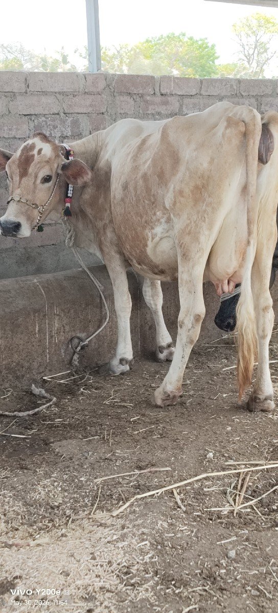 જર્સી