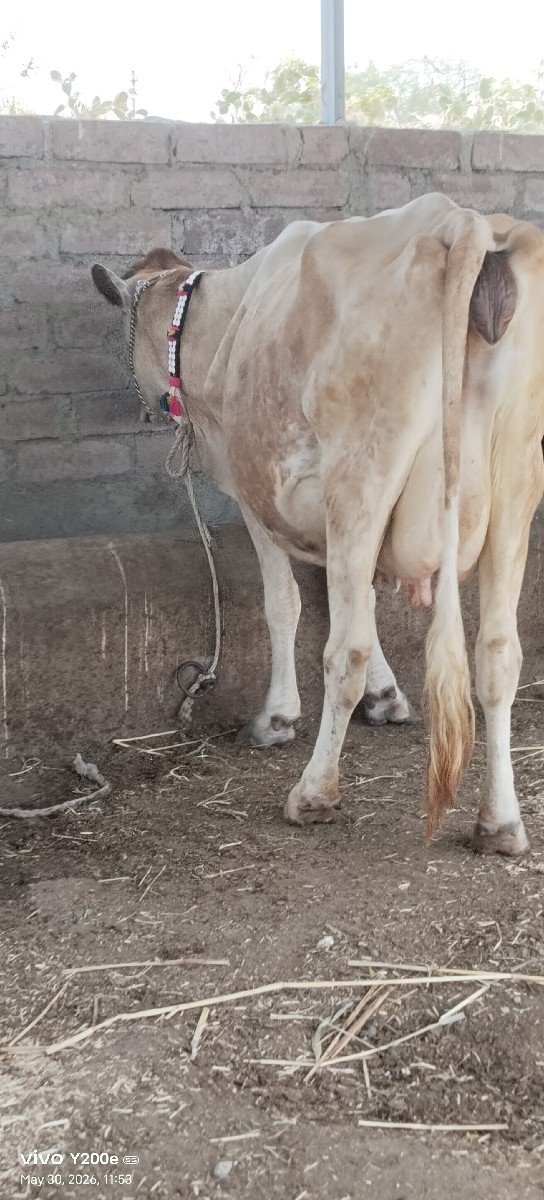 જર્સી