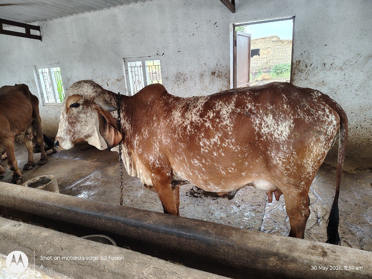 ગીર ગાય વેચવાની છે
