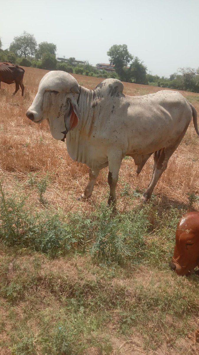 gir ,bull
