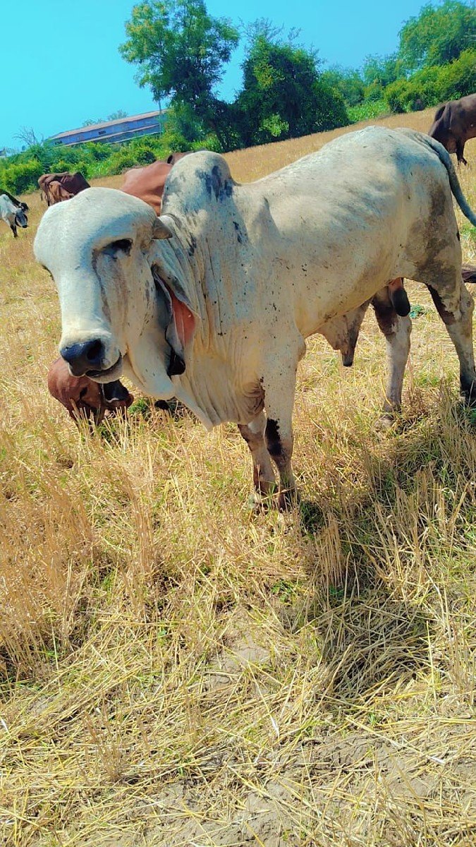 gir ,bull