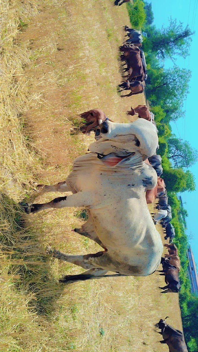 gir ,bull