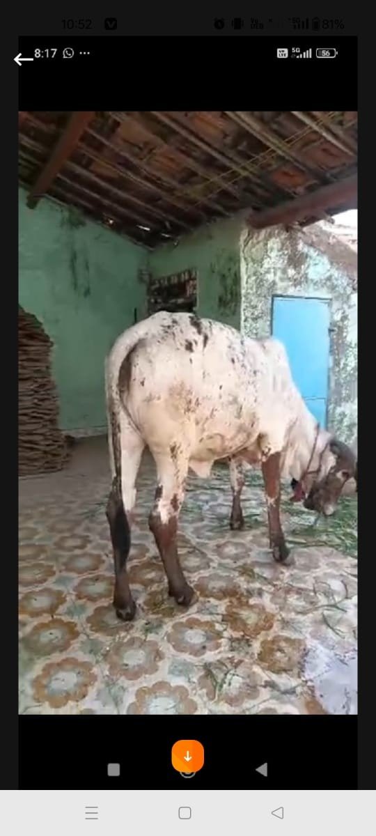 ગીર વાશડી છૅ