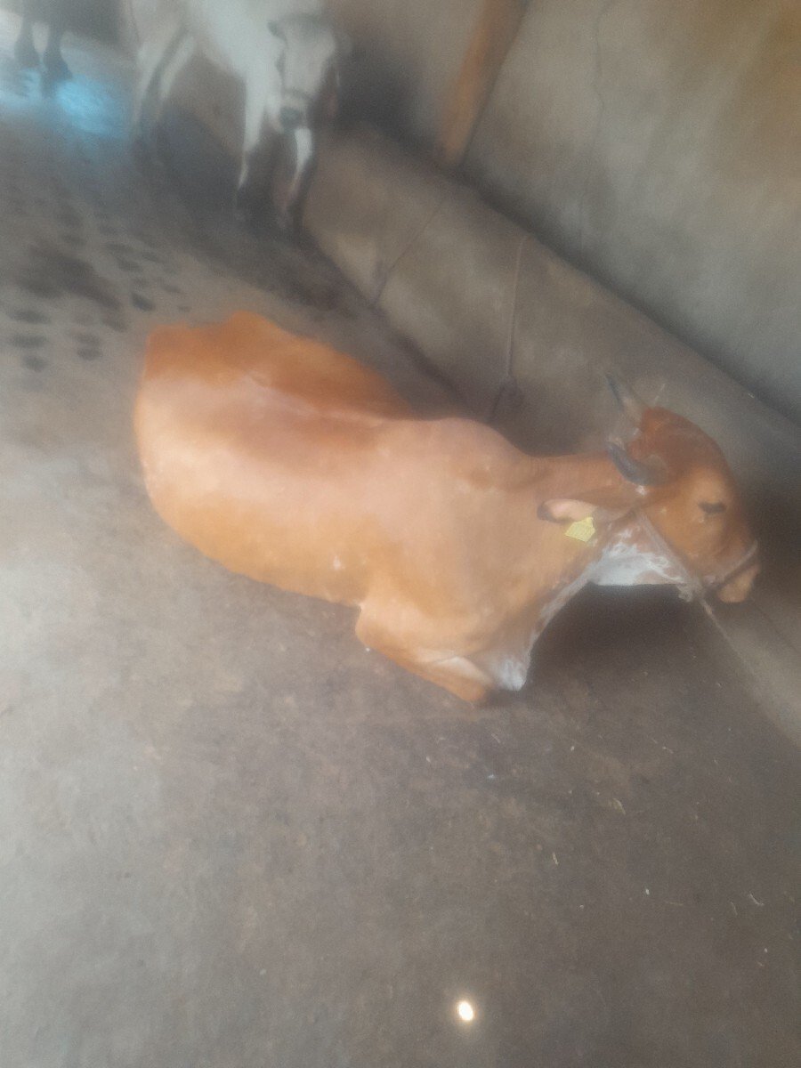 દેશી ગાય વેચવાની છે