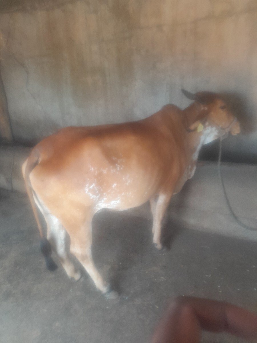 દેશી ગાય વેચવાની છે