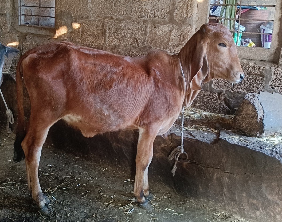 વાસડી પારવા દેવાની છે.