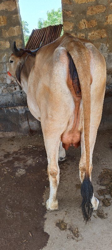 ગાય વેચવાની છે