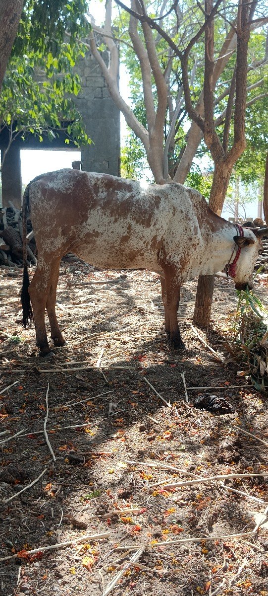 આ હોડકીવેચવાનીસે