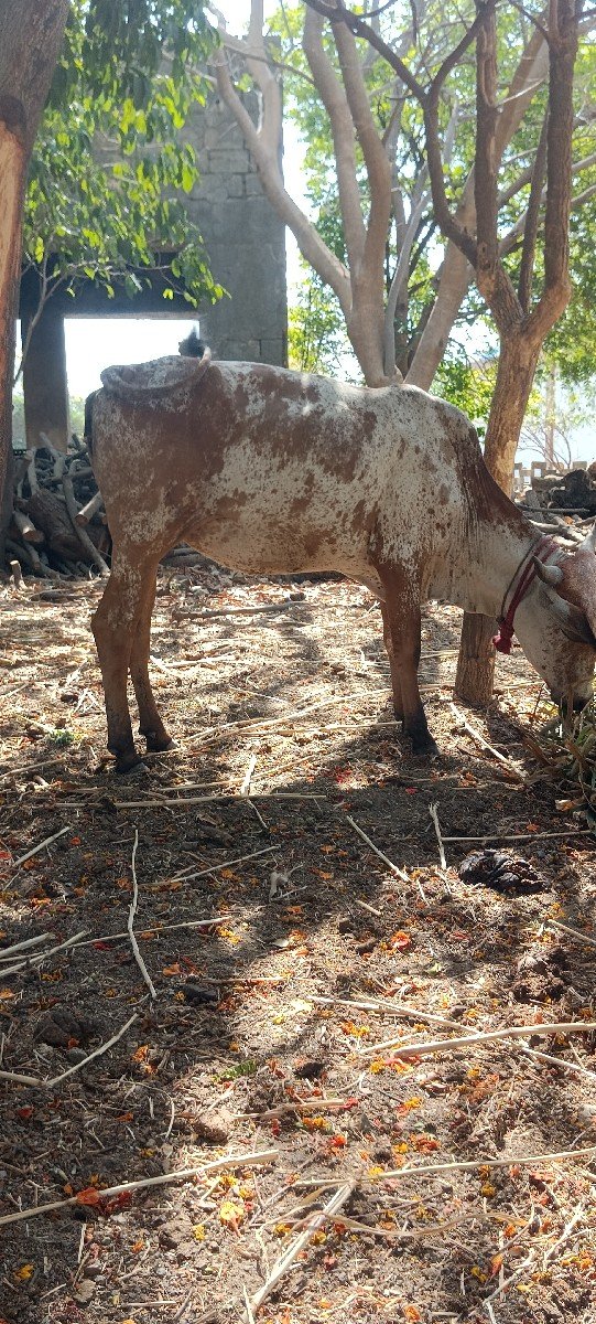 આ હોડકીવેચવાનીસે