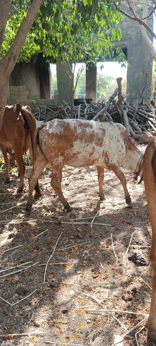 આ હોડકીવેચવાનીસે