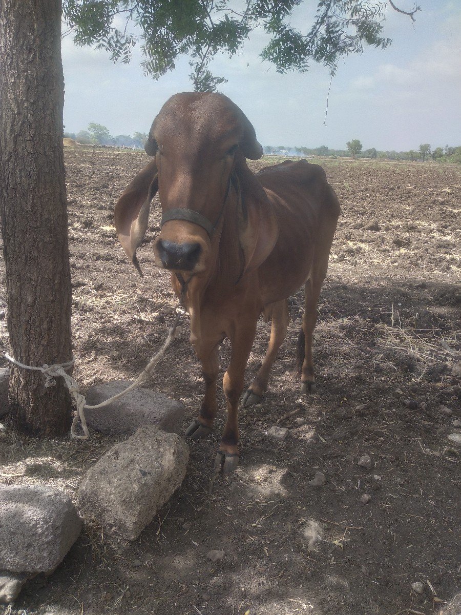 ગીર