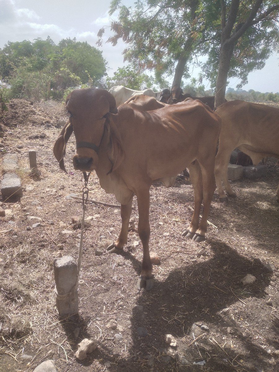 ગીર
