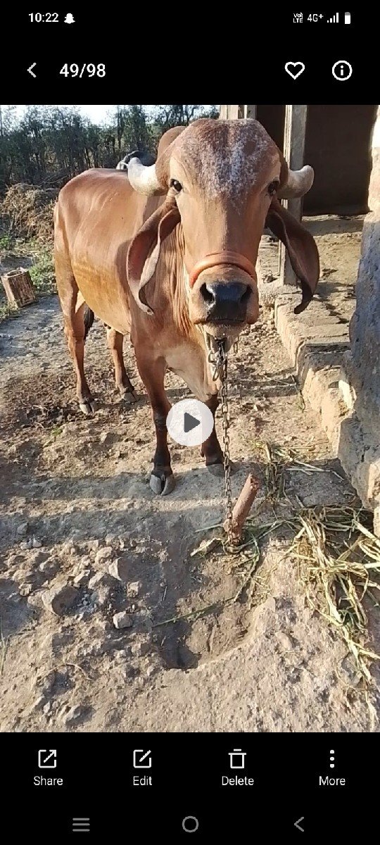 ગાય વેચવાની છે ગીર છે