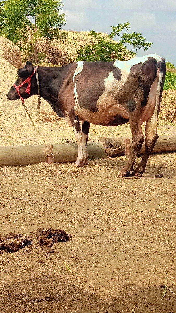 ગાય