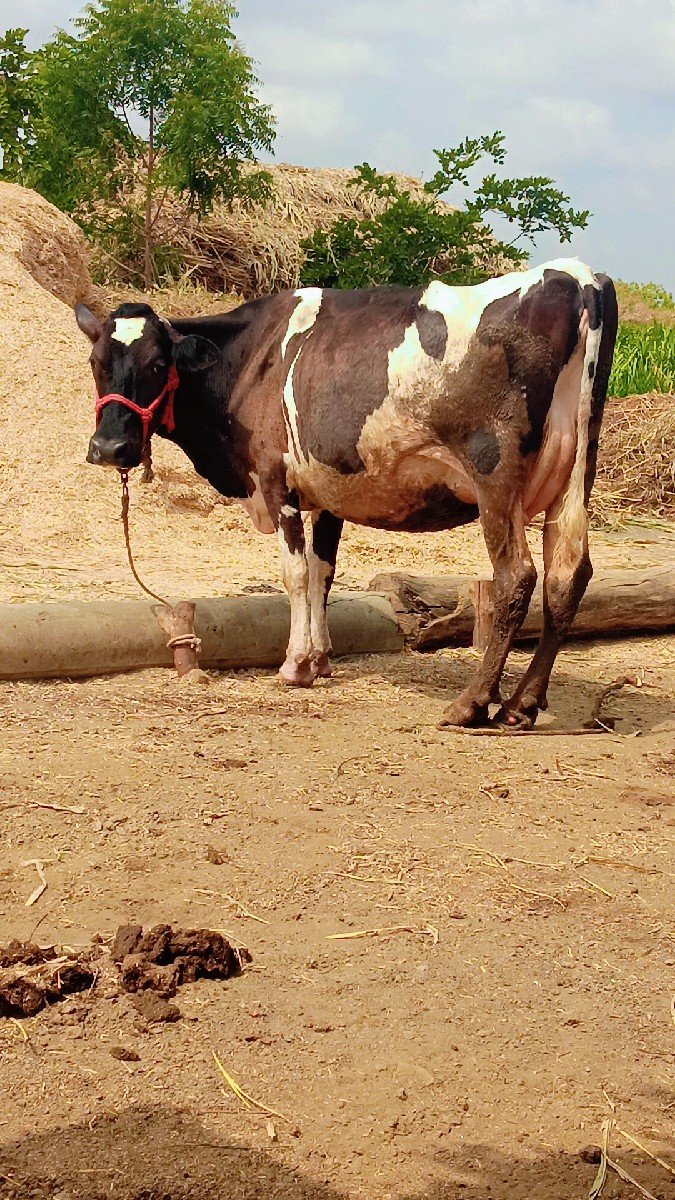 ગાય