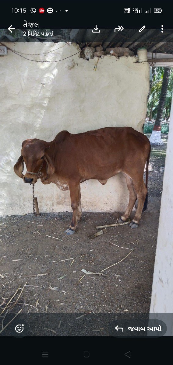વાચડી વેચવાની છે