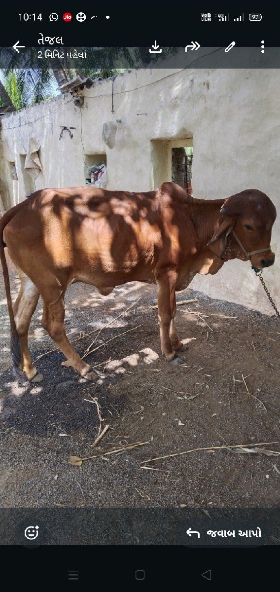 વાચડી વેચવાની છે