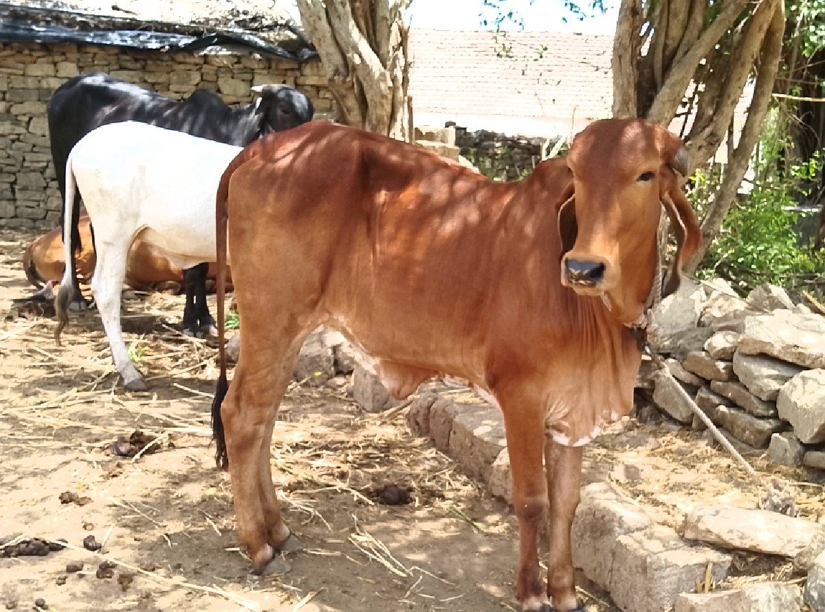 ઓરિજનલ ગીર વાછડી