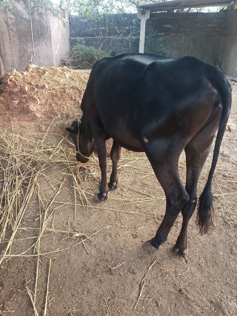 એચએફ હોડકીવેચવાની છે