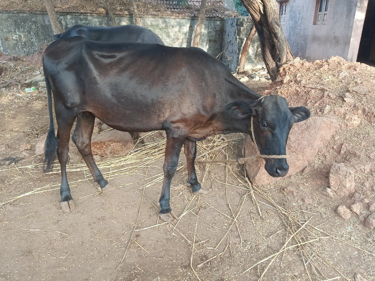 એચએફ હોડકીવેચવાની છે